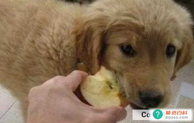 狗狗吃苹果好吗(狗狗吃苹果时的注意事项)