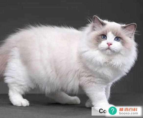 新手适合养什么猫咪