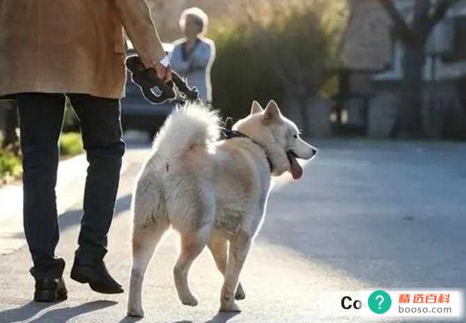 狗狗不听话怎么办