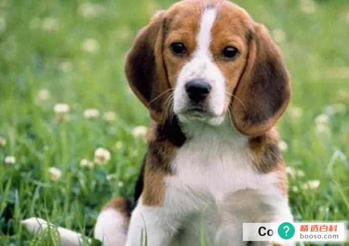 狗狗发烧的症状(狗狗可能会出现发烧的症状)