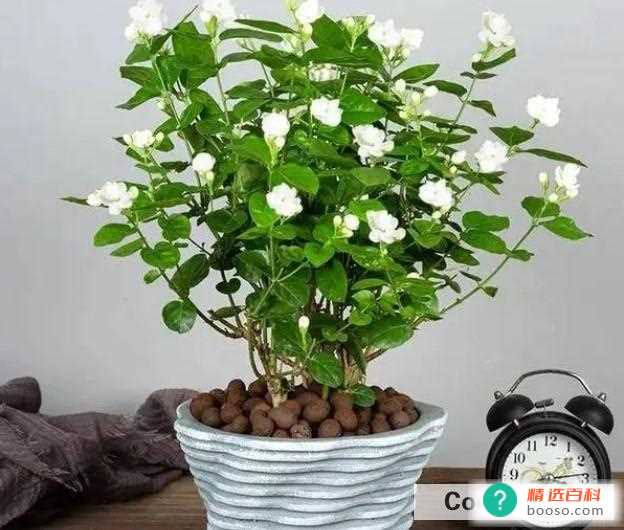 什么植物能够吸收尘埃(吊兰能够有效的吸收尘埃)