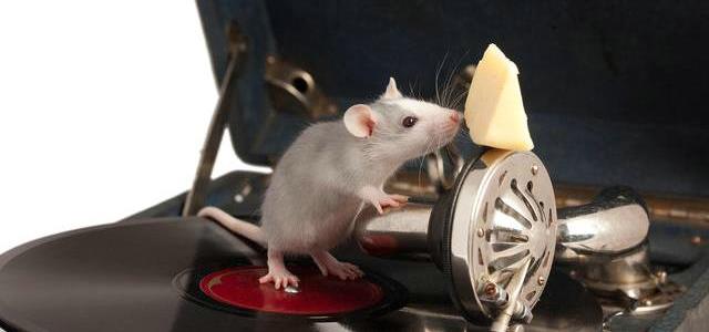 汽车防老鼠用什么最好