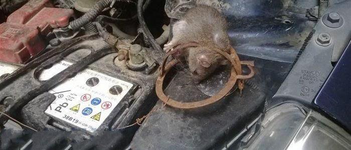 汽车防鼠最有效办法 汽车防老鼠用什么最好