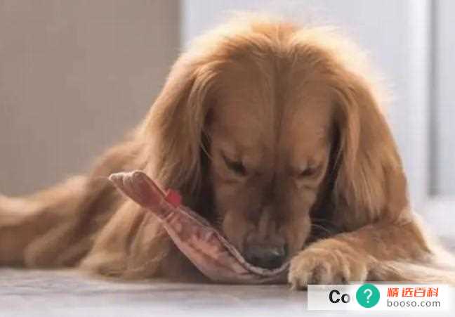 狗狗吃零食有哪些要注意的(狗狗吃零食有哪些注意事项)