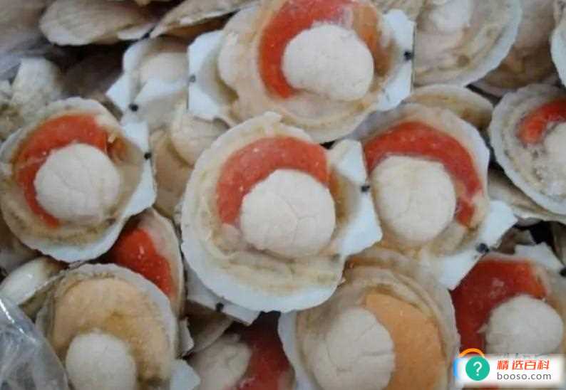 虾夷扇贝的虾夷是什么意思(大连虾夷扇贝的标志性产区)