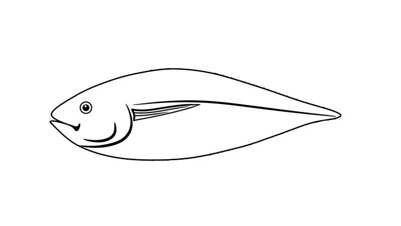 鱼简笔画(画出鱼的眼睛和身体的外形)
