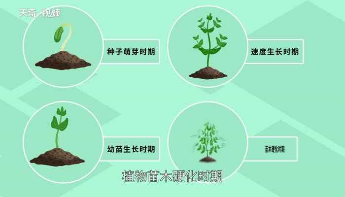 植物的生长过程(通常进行播种的植物生长的四个过程)