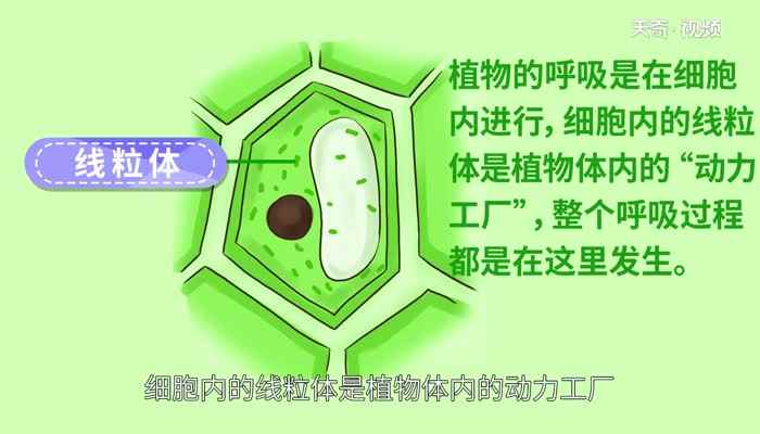 植物呼吸作用释放什么气体(植物呼吸作用释放的气体是二氧化碳)