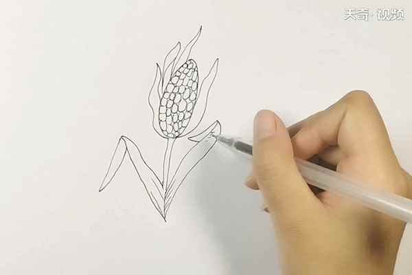 玉米简笔画(先画一颗瓜子样的玉米棒)