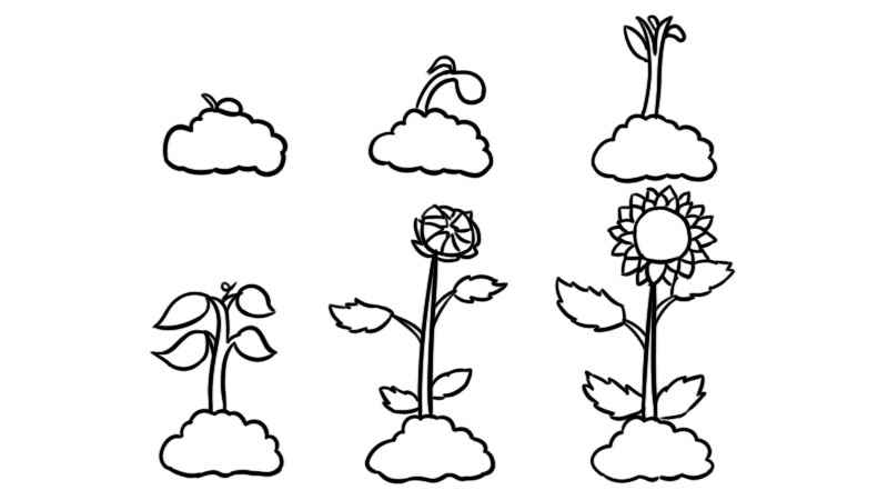 植物生长过程6张简笔画(植物冒出芽和长高一点的轮廓)