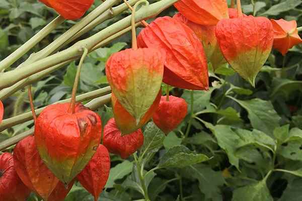 红姑娘的功效与作用 红姑娘的药用价值