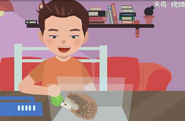 刺猬吃什么东西(刺猬可以吃什么)