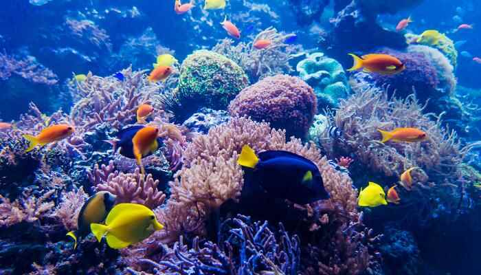 海底世界课文从哪几个方面介绍海底世界的(《海底世界》是从海底的光线、海底动物的活动特点)