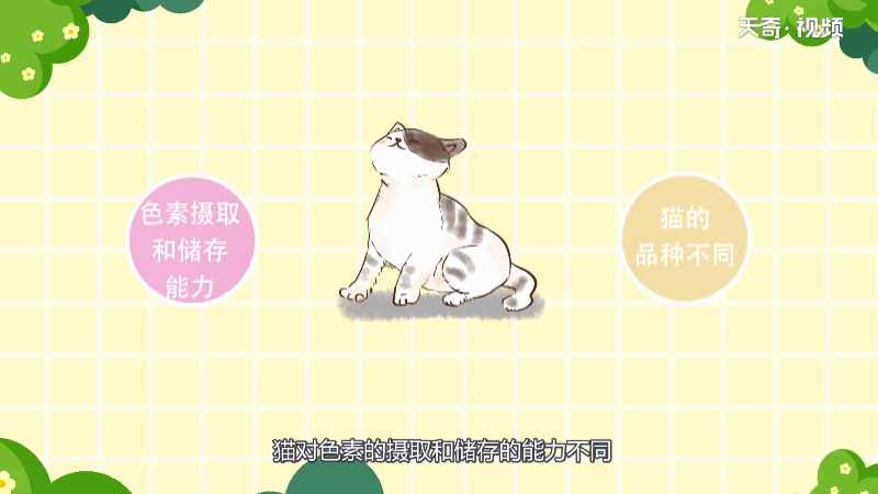 猫的眼睛是什么颜色(猫的眼睛颜色不同的原因)