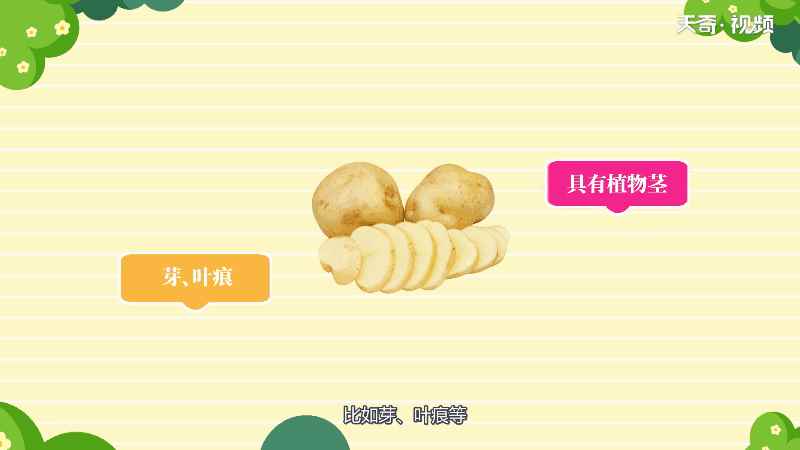 马铃薯是根还是茎 马铃薯到底是根还是茎