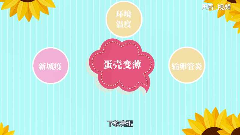 鸡为什么下软壳蛋(为什么有时候鸡会下软壳蛋)