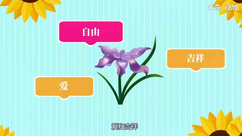 鸢尾花花语(白色鸢尾花的花语是纯真、纯洁)