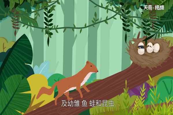 黄鼠狼吃什么 黄鼠狼吃什么食物