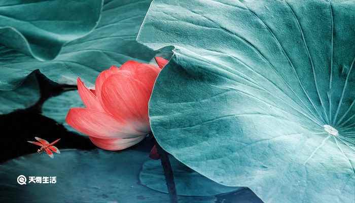 小池古诗译文和赏析(全诗第一句“小荷才露尖尖角”描绘了荷叶初出水端还没有舒展开的)