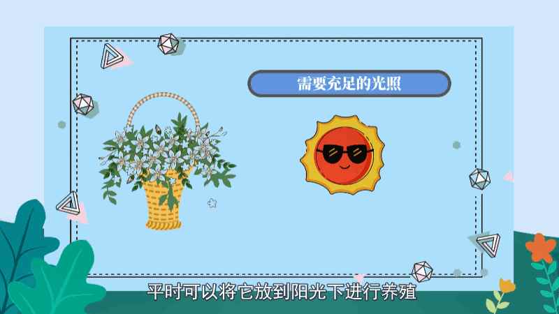 铁线莲的养殖方法和注意事项(养殖铁线莲需要注意土壤、水分和施肥等方面)