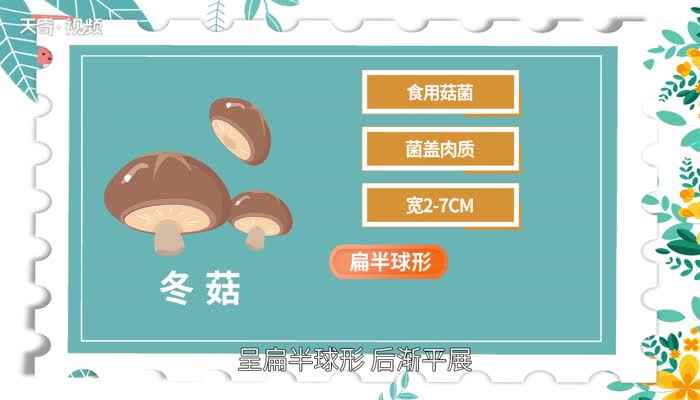 冬菇是什么 冬菇是什么菇