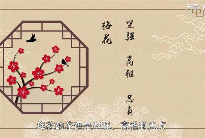梅花花语(梅花花语象征与寓意)