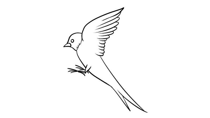 燕子简笔画(如何画出燕子的一只翅膀)