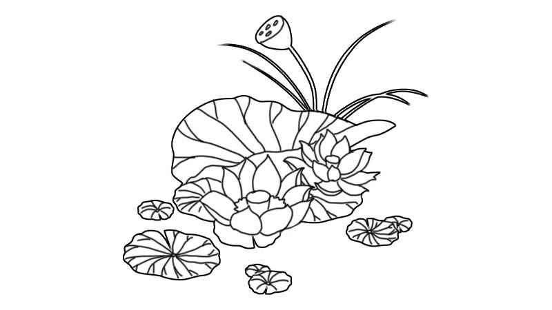 荷花简笔画怎么画(画荷叶和荷花的区别有哪些)