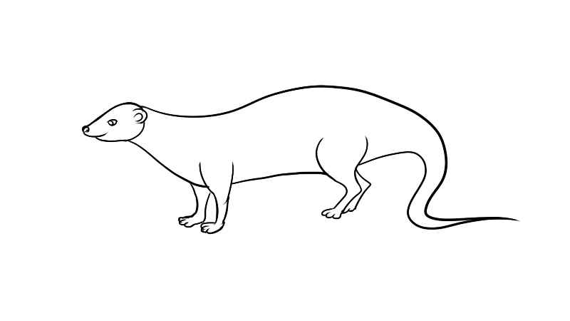 红颊獴简笔画(如何画出红颊獴的头部)