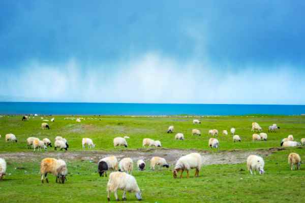 赦勒歌带拼音版  敕勒歌古诗欣赏