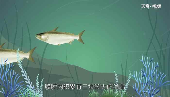 龙利鱼和巴沙鱼的区别(龙利鱼和巴沙鱼有什么区别)