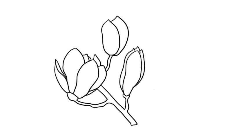 玉兰花简笔画大全(玉兰花画出一朵花的轮廓)