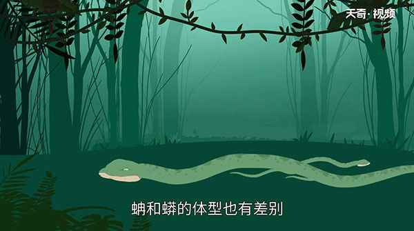 蚺和蟒的区别(和蟒到底有什么区别)