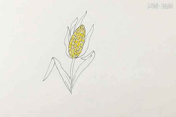 玉米简笔画(先画一颗瓜子样的玉米棒)