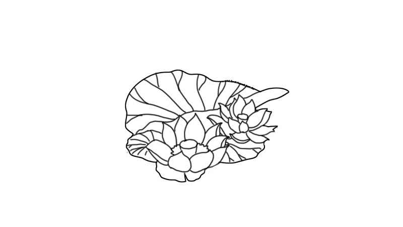 荷花简笔画怎么画(画荷叶和荷花的区别有哪些)
