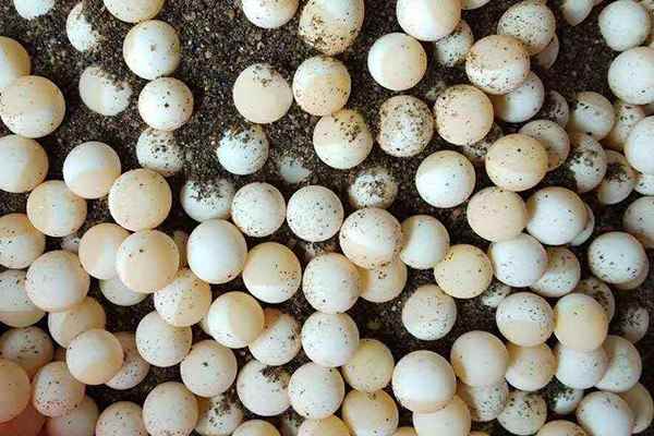 甲鱼蛋的功效与作用(核心功效滋补身体、降低胆固醇、温补肾阳)