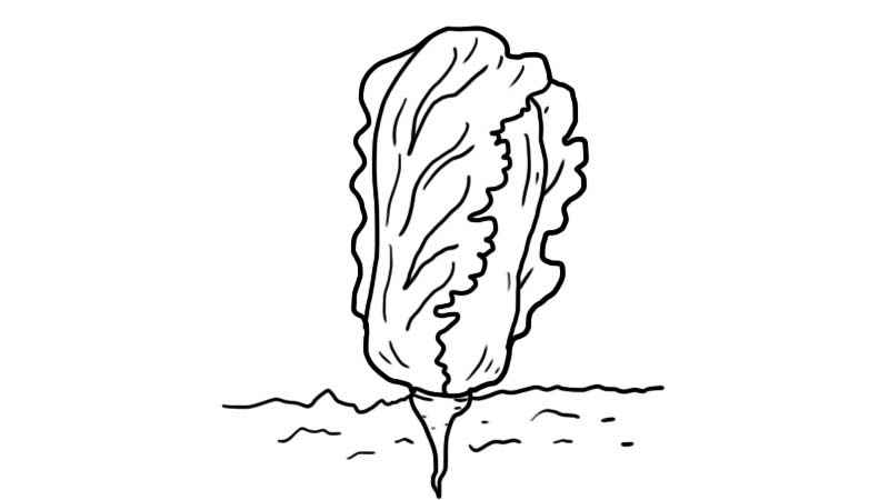 大白菜简笔画怎么画(画出大白菜的轮廓和根部)