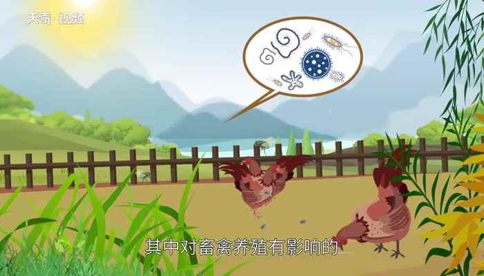 苍蝇的寿命可延长2至3个月