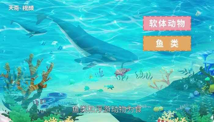 鲸鱼种类(鲸鱼主要分为须鲸和齿鲸两个种类)