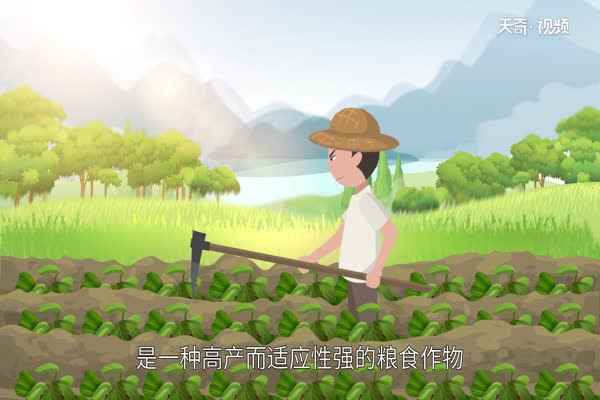 番薯是什么(番薯植株生长过程中对光能要求高)
