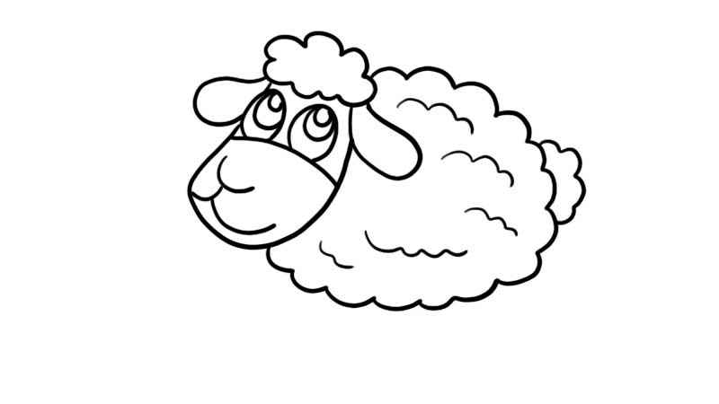 小羊简笔画(画出小羊的身体和尾巴)