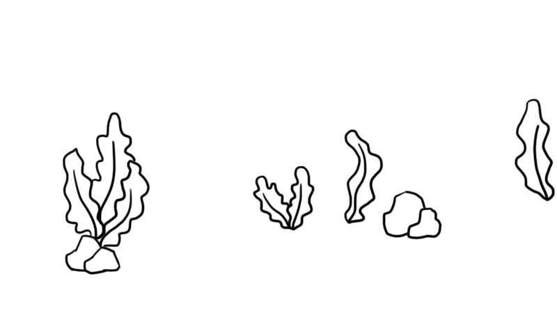 海洋简笔画怎么画(海草、贝壳、珊瑚的画法)