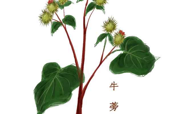 牛蒡的功效与作用 牛蒡的药用价值