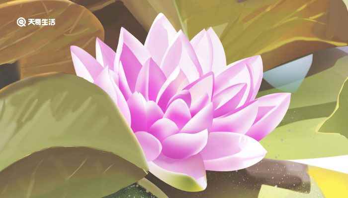 菡萏怎么读 菡萏怎么读拼音是什么字