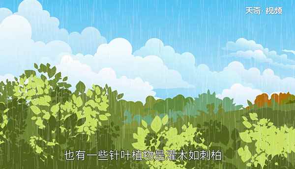 灌木和乔木的区别(灌木和乔木有什么区别吗)