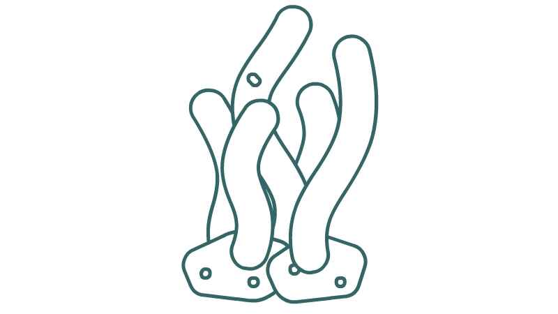 海草简笔画怎么画(两块海底石头和海草的区别)