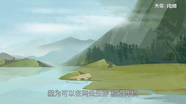 两栖动物有哪些(两栖动物可以爬上陆地吗)