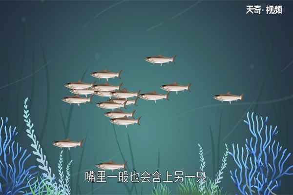 贵州特产有哪些(贵州特产主要以少数民族美食及日常用品为主)