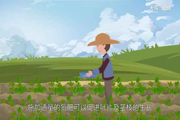 番薯是什么(番薯植株生长过程中对光能要求高)