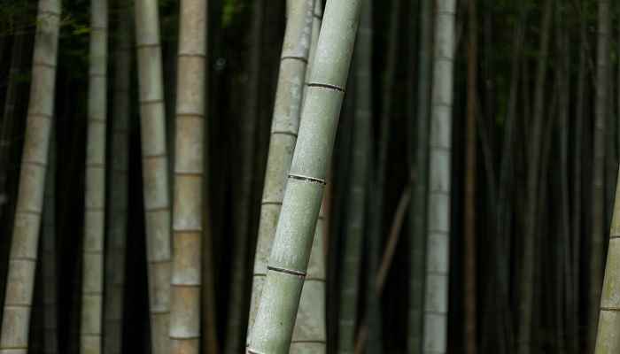 竹子的种类 竹子有哪些种类